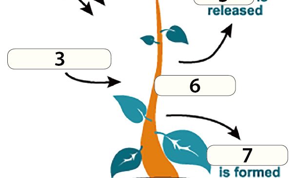 用英文學生物》植物怎麼行光合作用？