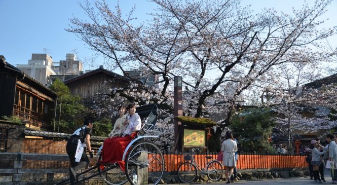 連假到日本「賞櫻」 這些英文你要學會！
