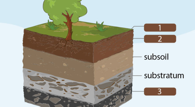 新知圖解》土壤分為哪幾層呢？