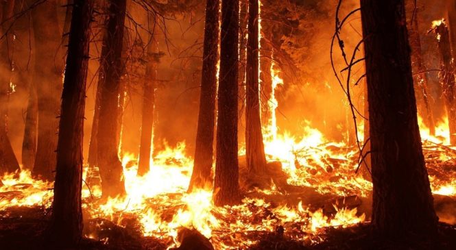 從世界森林大火危機 學多益單字