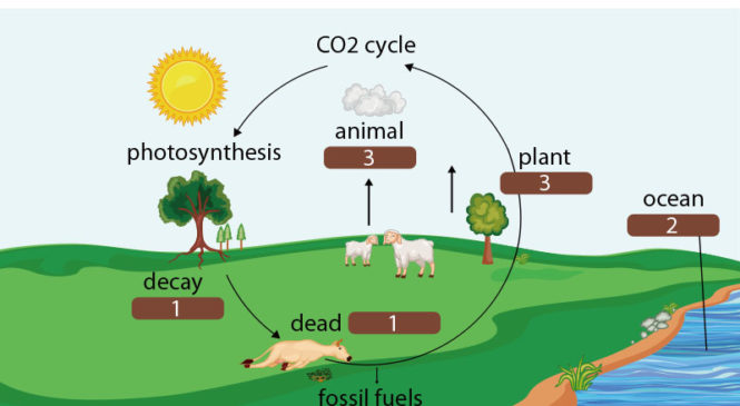 新知圖解》碳循環是什麼？