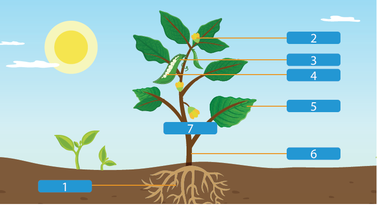 認識植物的身體 Englishok 中學英閱誌 認識植物的身體 Englishok 中學英閱誌