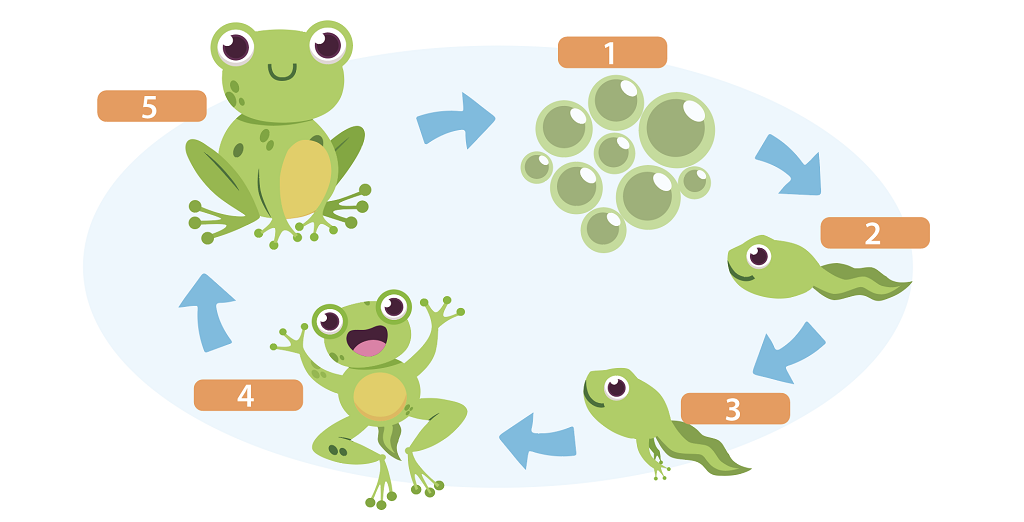 青蛙的成長過程| | EnglishOK 中學英閱誌