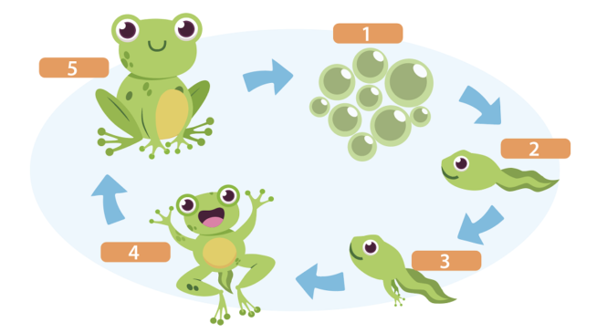 青蛙的成長過程