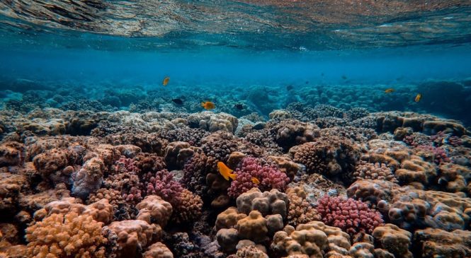 搶救珊瑚大作戰！一起守護海洋學英文
